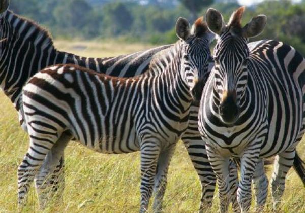 zebra-family