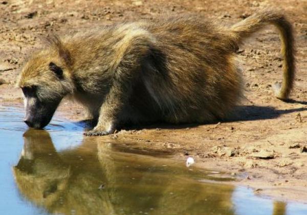 baboon