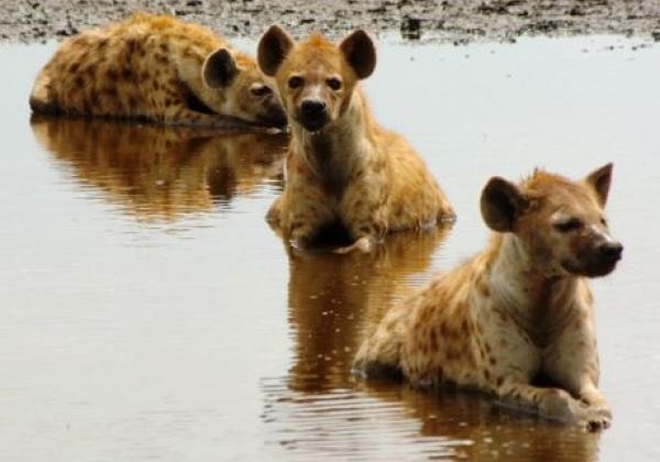 hyena-cooling-down