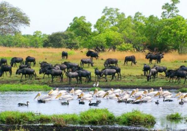 gnu-and-pelicans.jpg