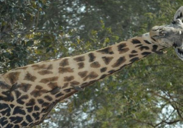 thornicroft-giraffe.jpg