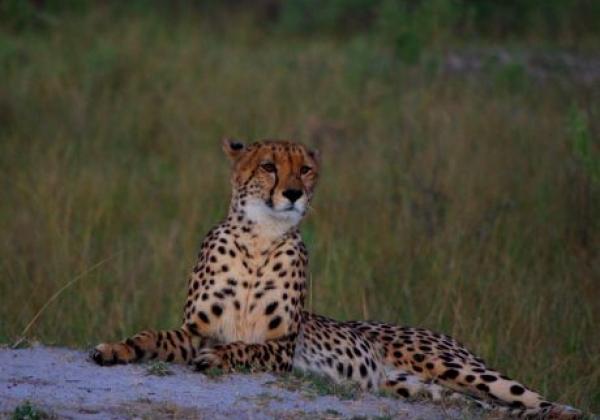 kafue-gepard.jpg