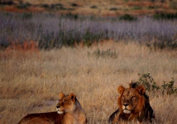 liuwa-lions.jpg