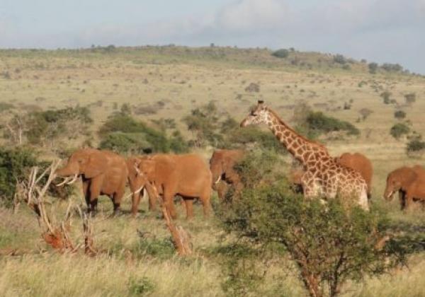 elefanten-und-giraffen-in-kenia