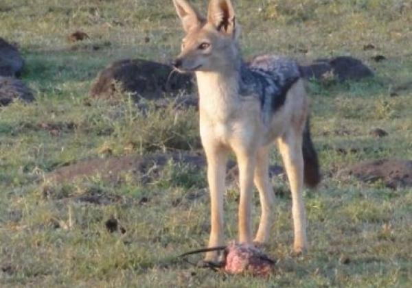 dingo-in-kenia