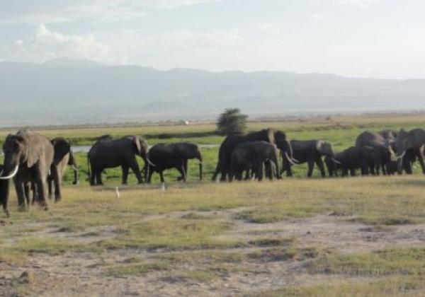 elefantenherde-in-kenia