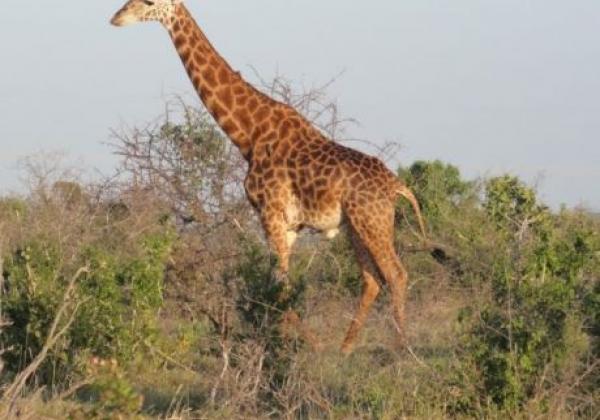 giraffen-in-kenia
