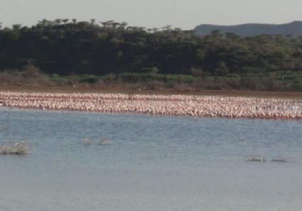 flamingos-in-kenia