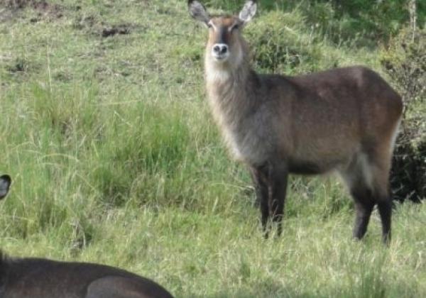 tiere