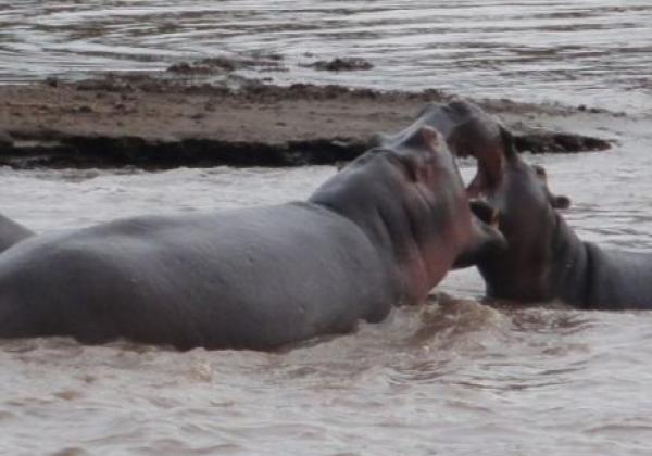 nilpferde-in-kenia