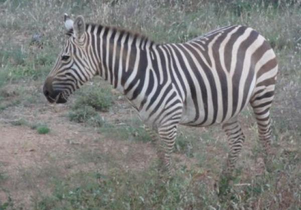zebra-in-afrika