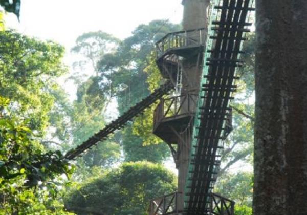 canopy-walkway-(2)