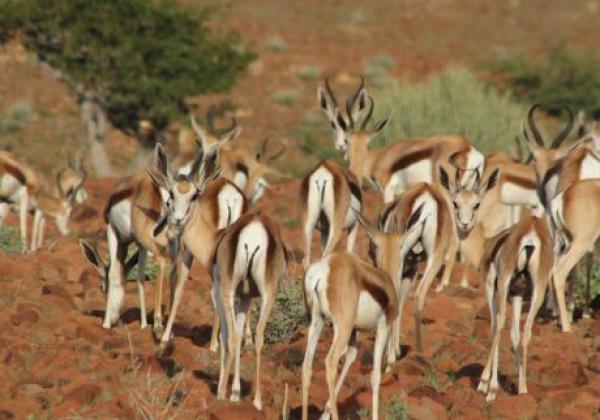 wildlife-(6).jpg