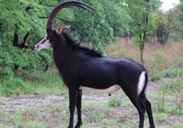 wildlife-(4).jpg