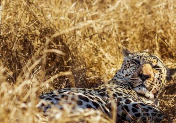 leopard-im-grass