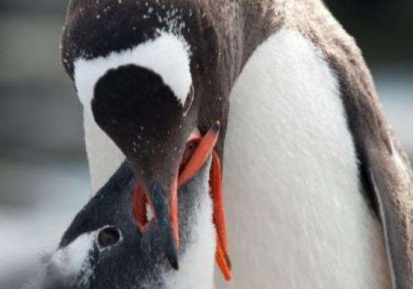 pinguin-fütter-baby.jpg