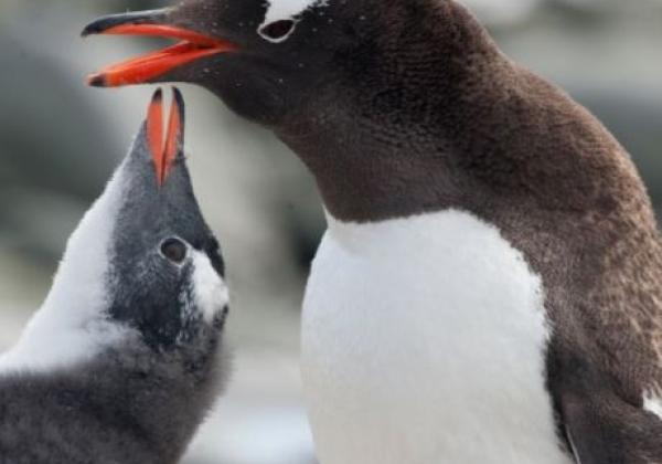 mutter-pinguin-mit-kind.jpg