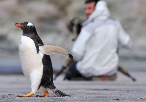 pinguin-und-fotograph.jpg