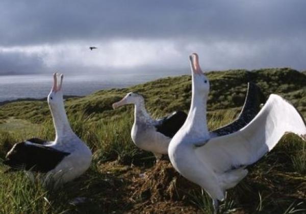 albatrosse.jpg