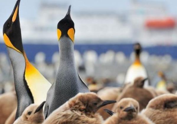 königspinguine-mit-jungen.jpg