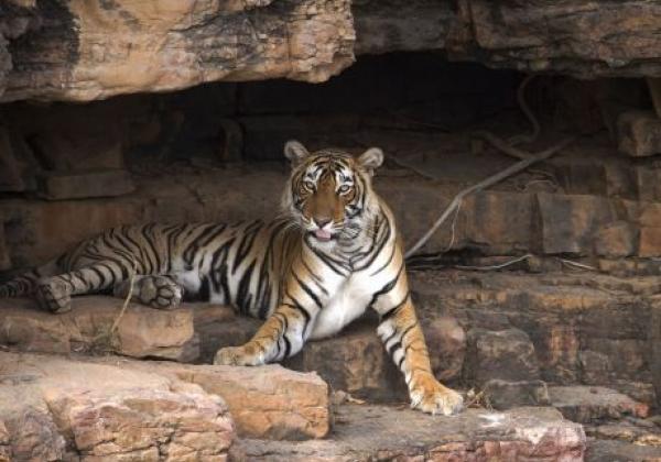 tiger-in-einer-höhle