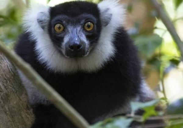 schwarz-weiß-lemure