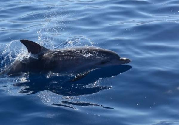 delfine-in-la-gomera.jpg