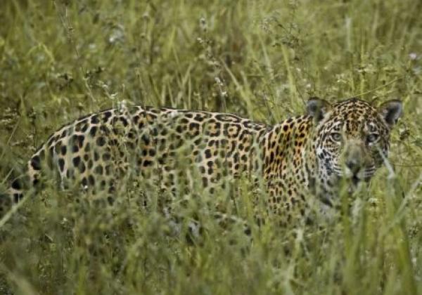 jaguar-im-pantanal
