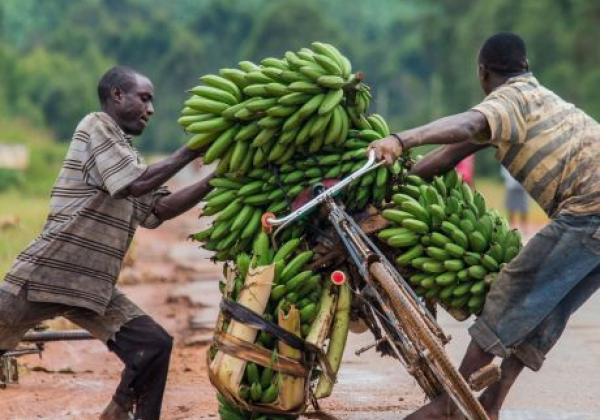 bananen-auf-dem-fahrrad