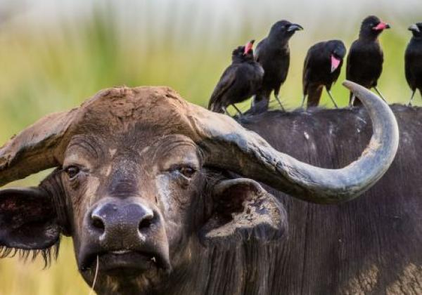 büffel-in-uganda