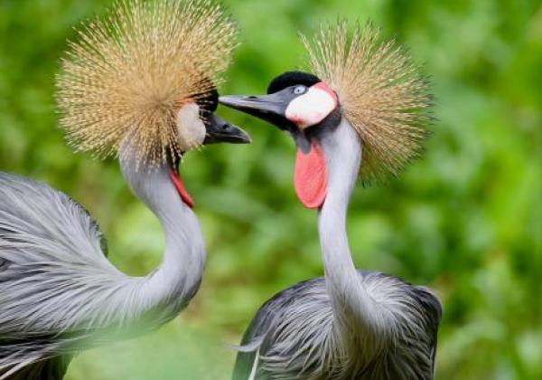 vögel-in-uganda-the-grey-crowned-crane