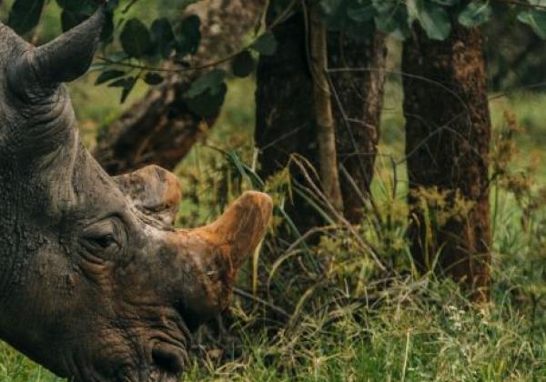 nashorn-in-uganda