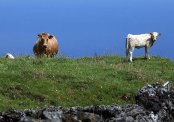 tiere-auf-den-azoren.jpg