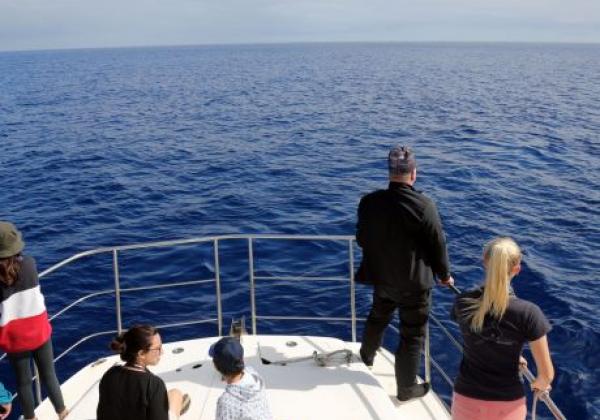 whalewatching-auf-den-azoren.jpg