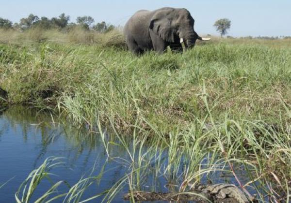 elefant-im-okavanga-delta