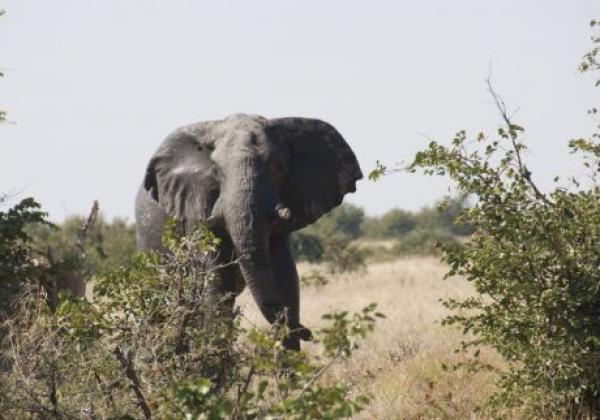 elefant-stellt-ohren-auf