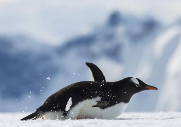 pinguin-rutscht