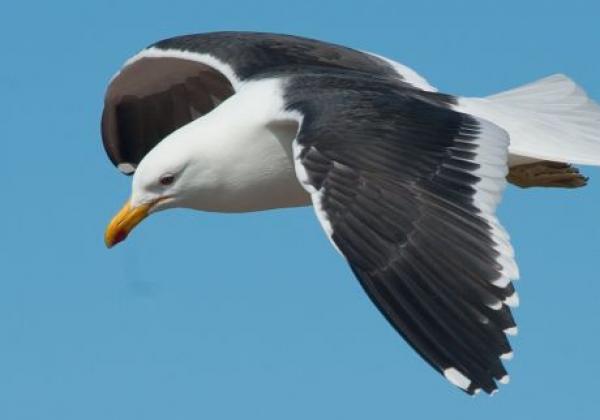 seemöwe