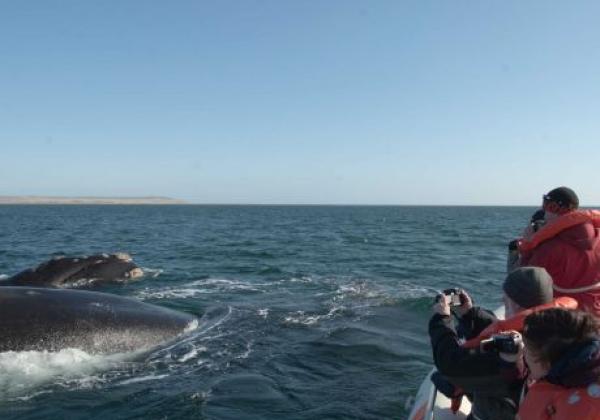 whalewatching-in-argentinien