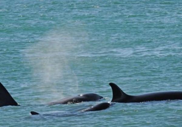 orca-familie
