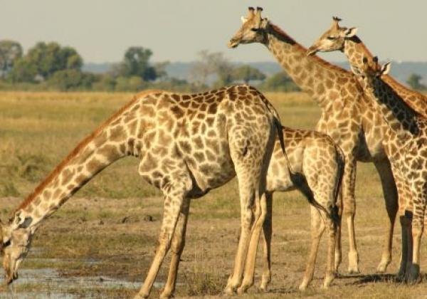giraffenfamilie