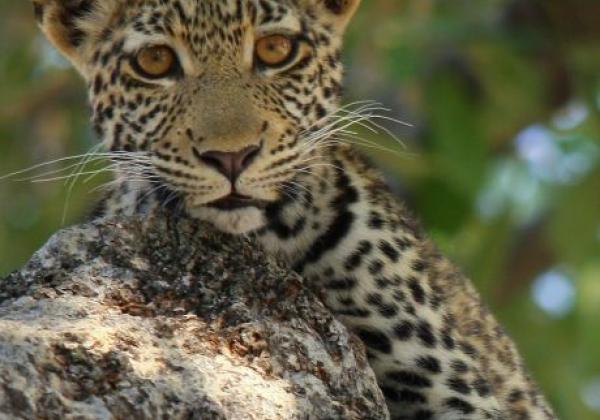 leoparden-baby