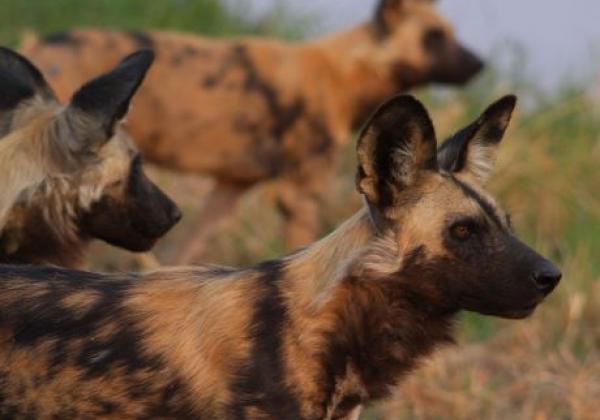 hyänen-halten-ausschau