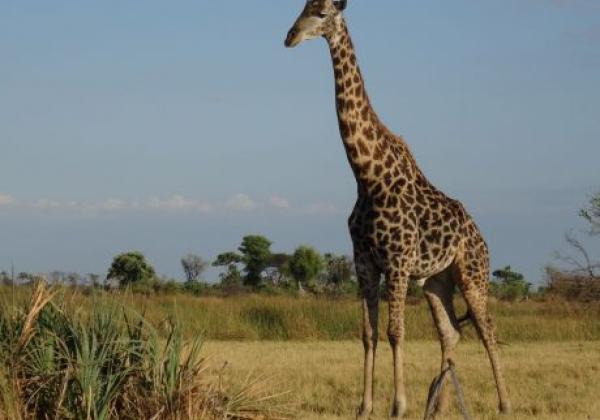 giraffe-in-botswana