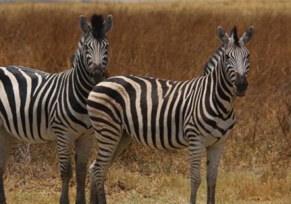 zebras-in-botswana