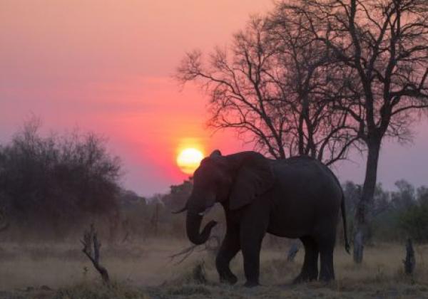 elefant-im-sonnenuntergang