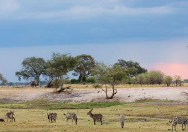 verschiedene-tiere-in-botswana