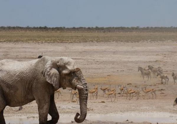 elefant-im-etosha-nationalpark