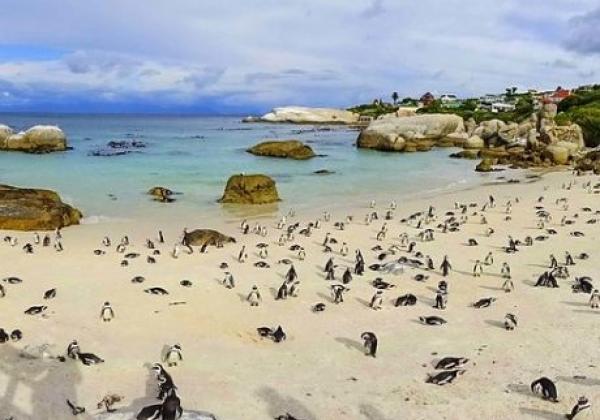 boulders-beach