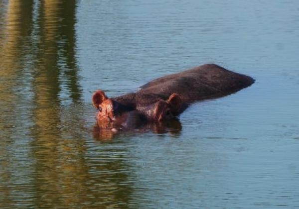 hippo-unter-wasser